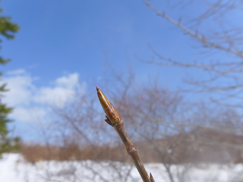 ドロノキの冬芽です。まだ固いようですね。