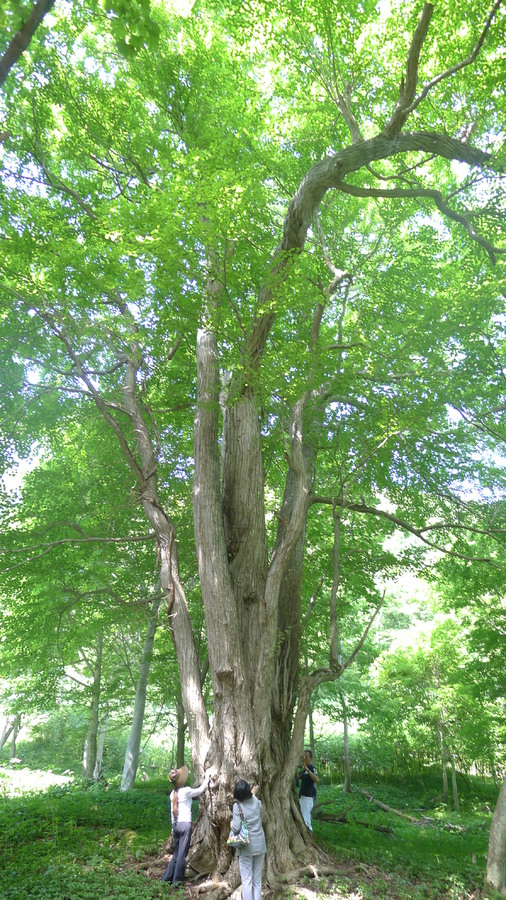 【リクエスト開催】中島　巨木の森探検