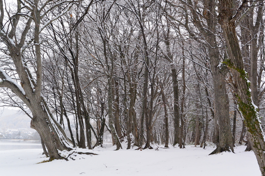 冬の始まり　湖畔の大木に雪がふわりと積もる