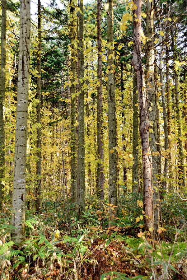 野幌森林公園にて。かすかにツルアジサイの緑色が残る、明るいトドマツ林。