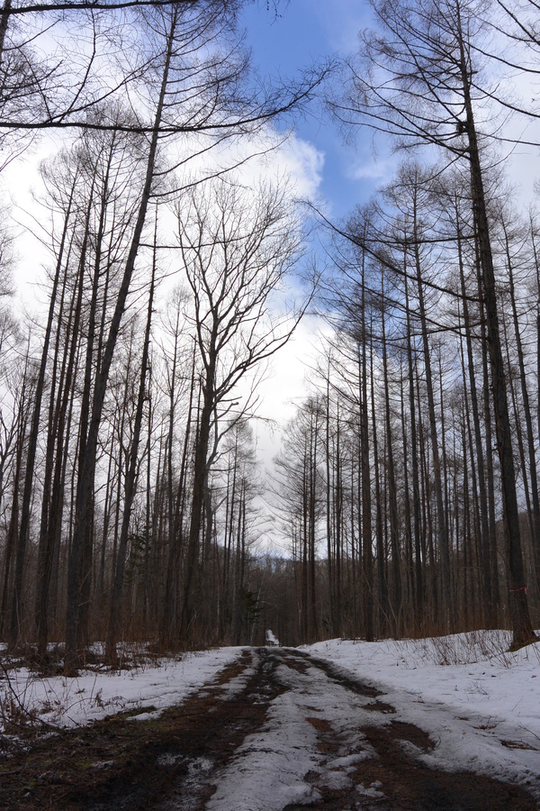 雪解けのカラマツ林